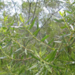 グリーンプロポリスにはアルテピリンCが含まれる